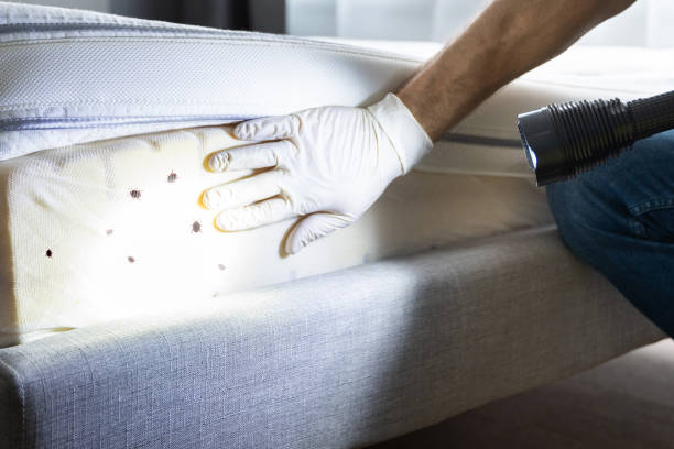 Best Best Pest Control Companies  in Gamewell, NC