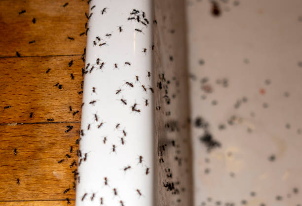 Best Wildlife Control Services  in Gamewell, NC