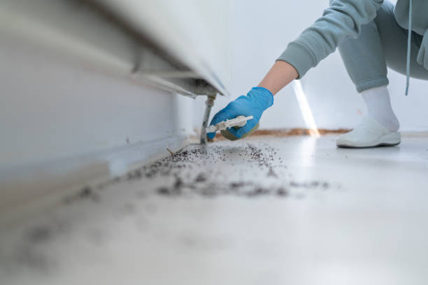 Best Spider Control Near Me  in Gamewell, NC